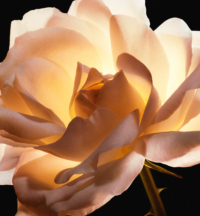 格蘭玫瑰的照片。